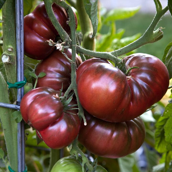 50 BLACK BRANDYWINE TOMATO SEEDS FRESH HARVEST FOR GARDENS