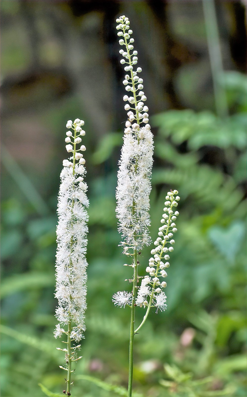 5 Black Cohosh Dormant Bare Root~Bugbane, Snakeroot ~Wild Woodland~Winter Hardy