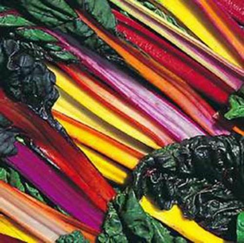 Swiss Chard Bright Light Garden Heirloom Vegetable By Seed Kingdom 100 Seeds