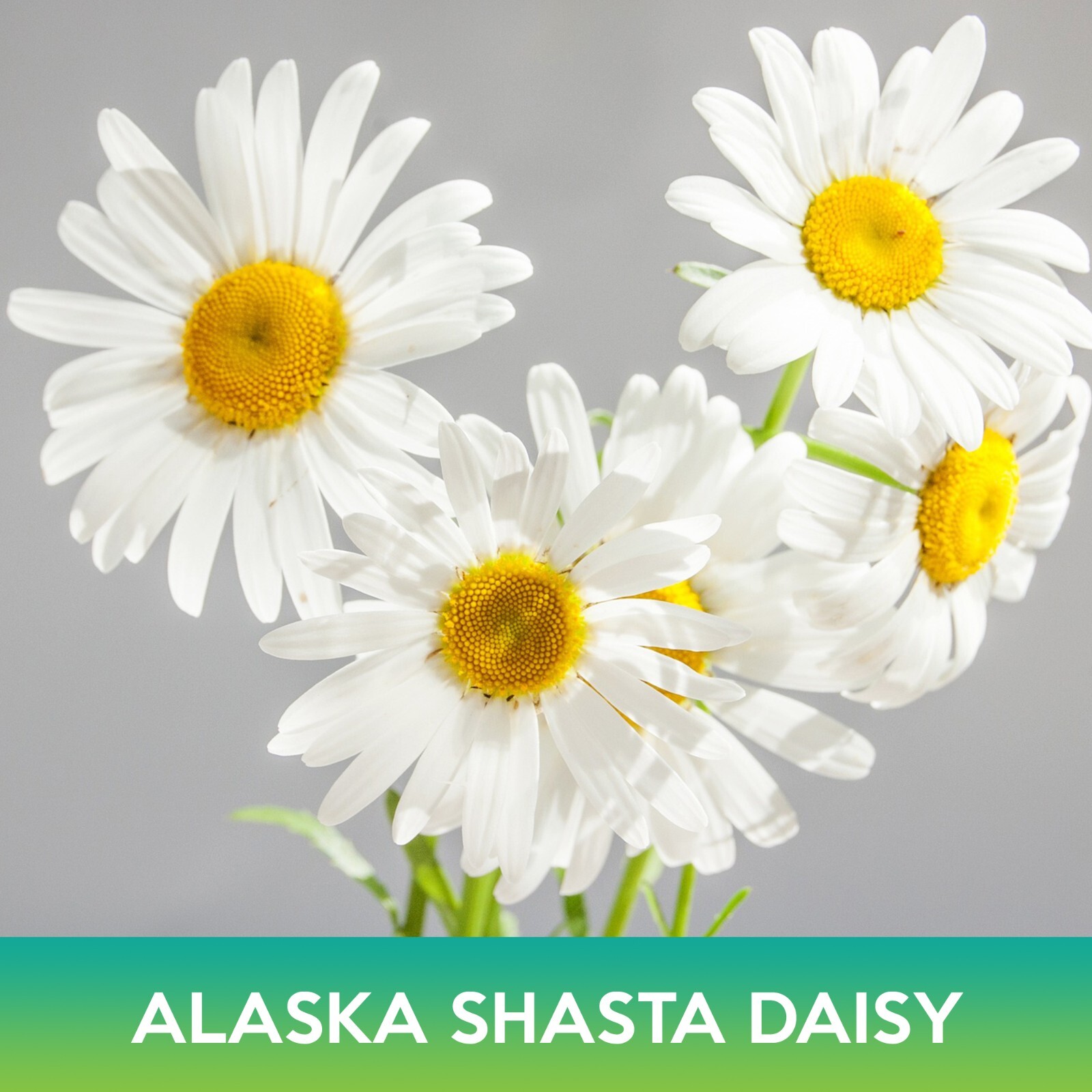Alaska Shasta Daisy Flower Seeds, Combined Shipping on 500+ Seed Varieties!