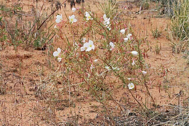 Oenothera albicaulis | White Stem Evening Primrose | 50 Seeds