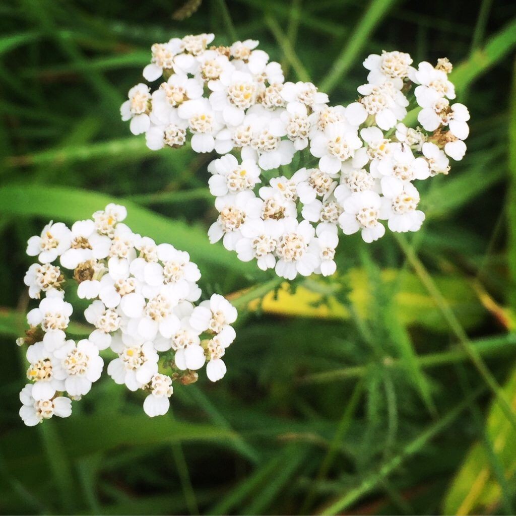 Yarrow ( white ) Flower Seeds, Flowers seeds to plant in your home garden.