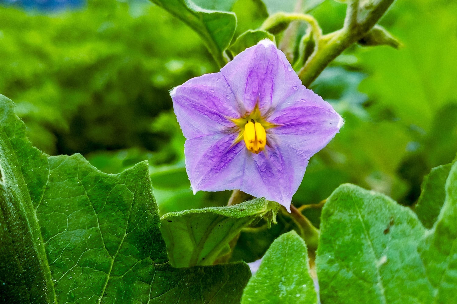 50 Green AO DAIMARU EGGPLANT Solanum Melongena Japanese Asian Aubergine Seeds