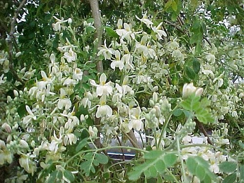 Moringa Oleifera Pterygosperma, Horseradish Oil Edible Ornamental Tree 10 Seeds