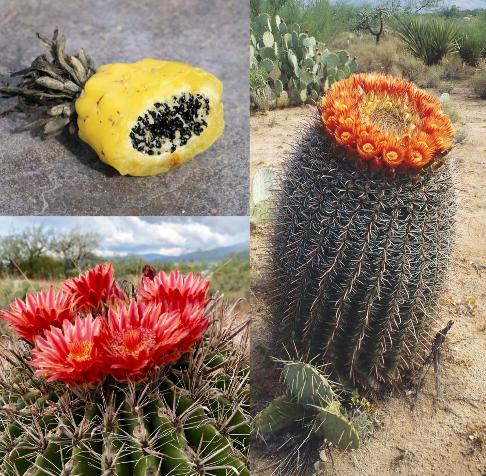 20-50 Fishhook Barrel Cactus Seeds Organic Edible Fruit Cactus