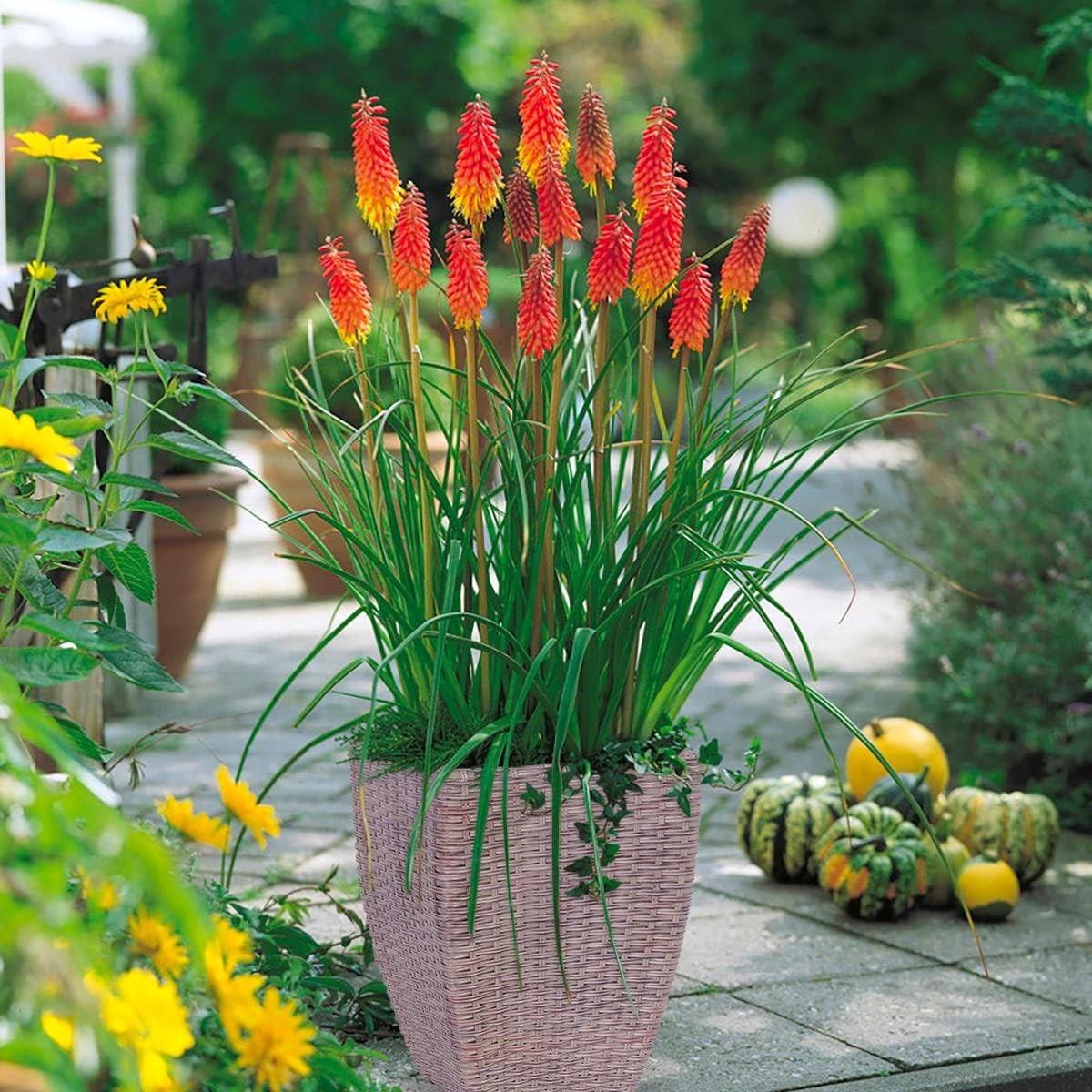 Seeds Kniphofia 80+ Seeds to Grow Red Hot Poker Exotic Perennial Plant Torch …