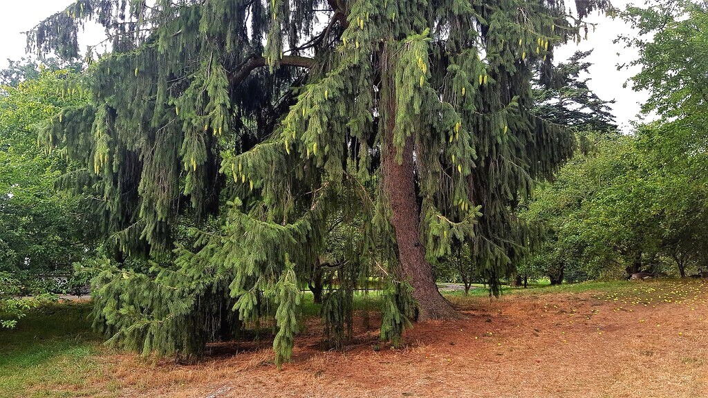 Himalayan Spruce Tree Seeds (Picea smithiana) Weeping Morinda Evergreen/Bonsai