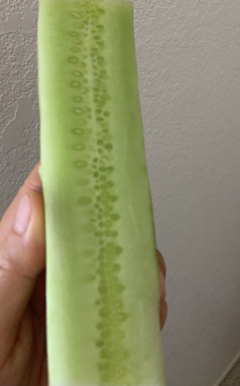30+ TianJin Tender Cucumber Seeds 30多粒2023年天津刺黄瓜新种子