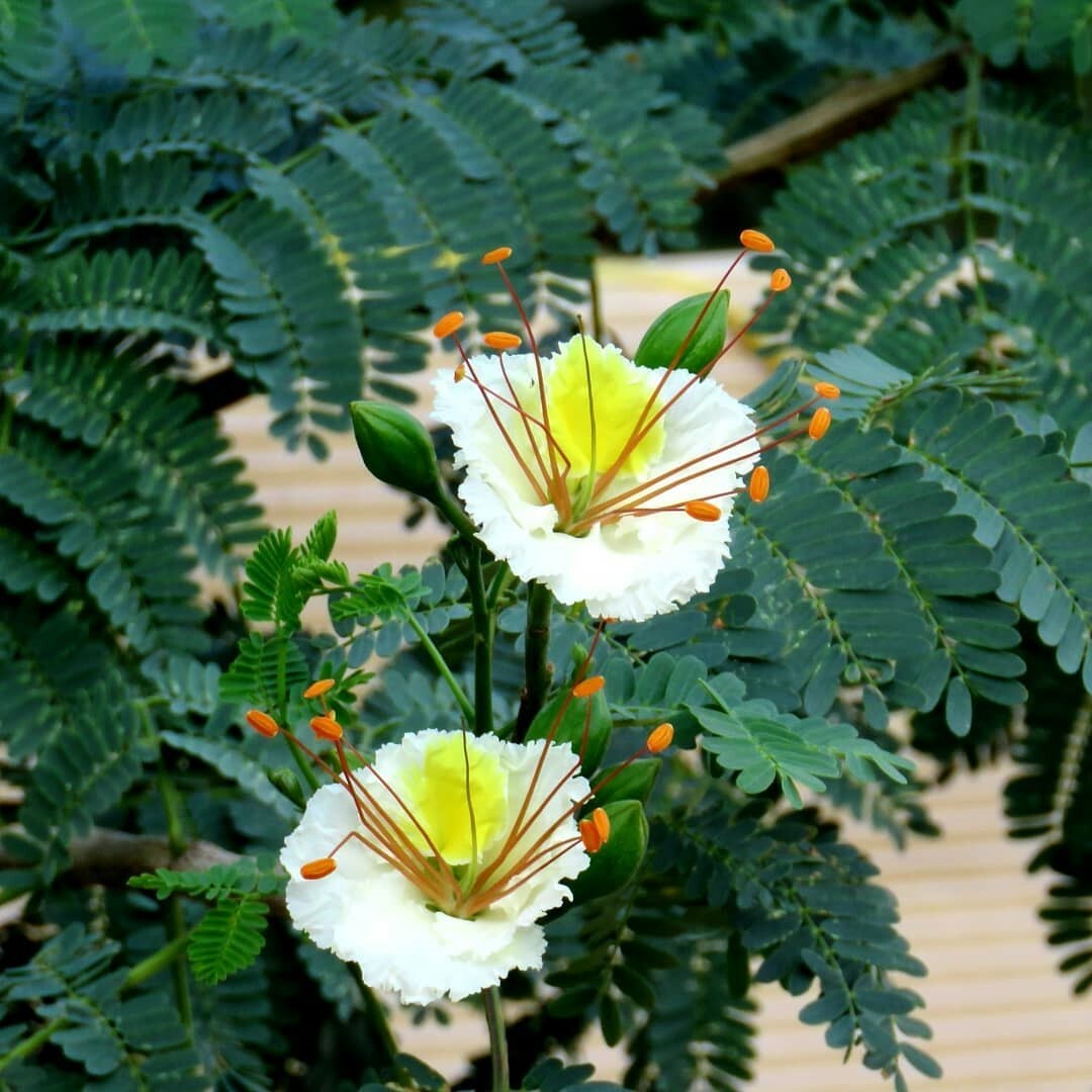 Delonix Elata Tree 5 Seeds, Tropical White Gulmohar Poinciana Bonsai
