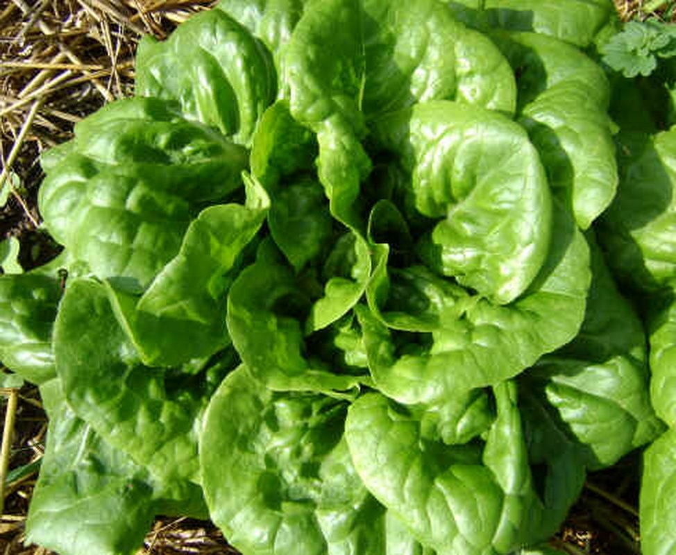 1000 Butter Crunch Butterhead Leaf Lettuce Seeds