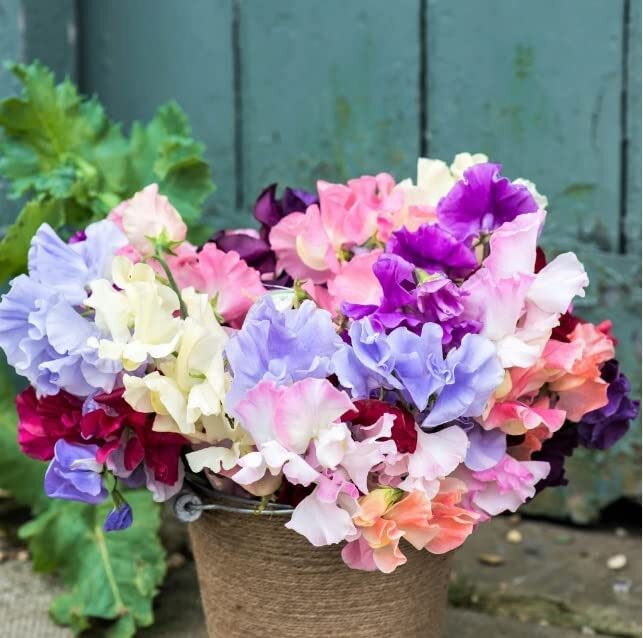 Royal Mix Sweet Pea Seeds for Planting – Stunning Color and Very Fragrant – Orna