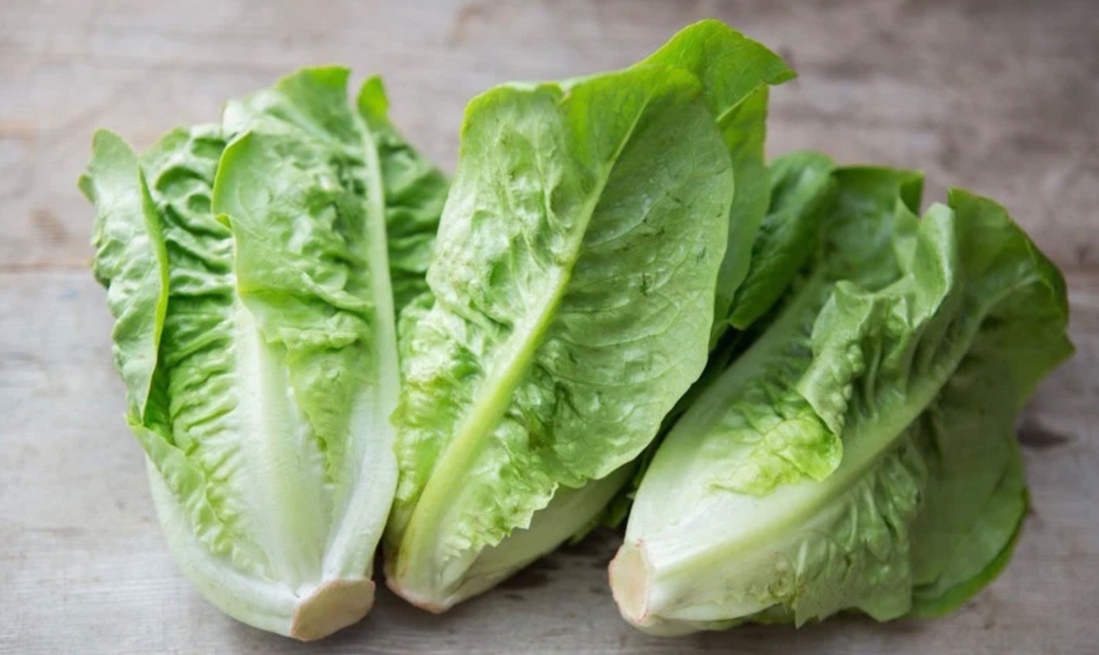 Organic Little Gem Lettuce – Fresh Seeds – Butterhead Petite Romaine – Non-GMO