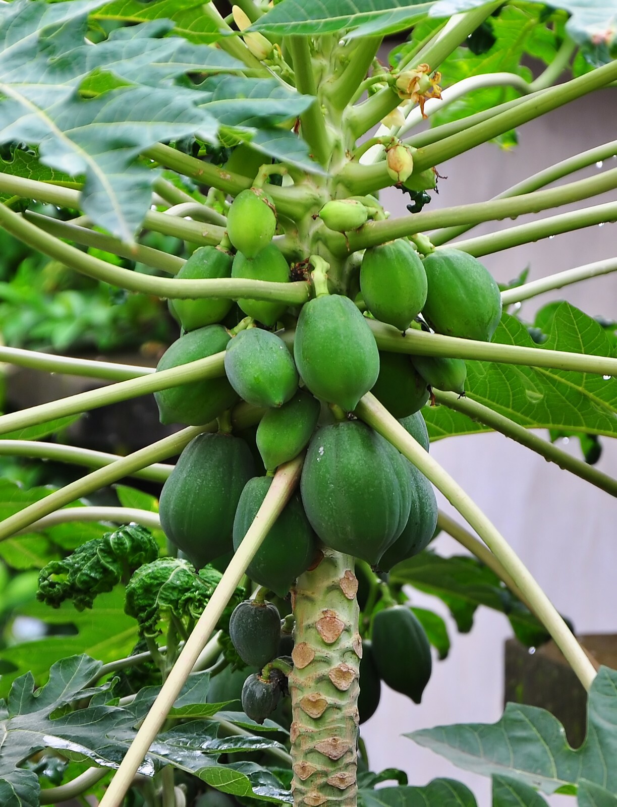 Dwarf Papaya (Braziliam) Tropical Fruit Tree