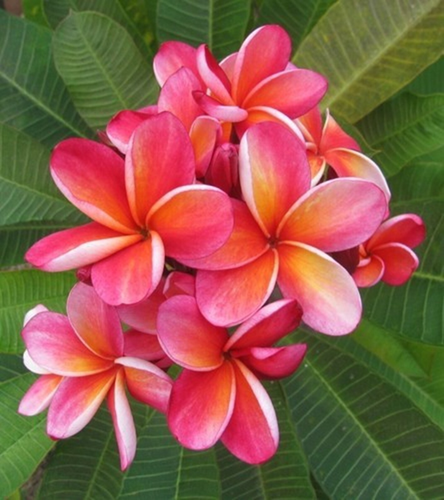 5 Orange Pink Plumeria Seeds Perennial Flowers Flower Frangipani US SELL