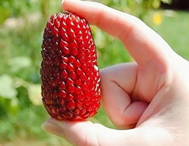 Seeds Strawberry Popcorn Corn Sweet Red Garden Heirloom Vegetable for Planting