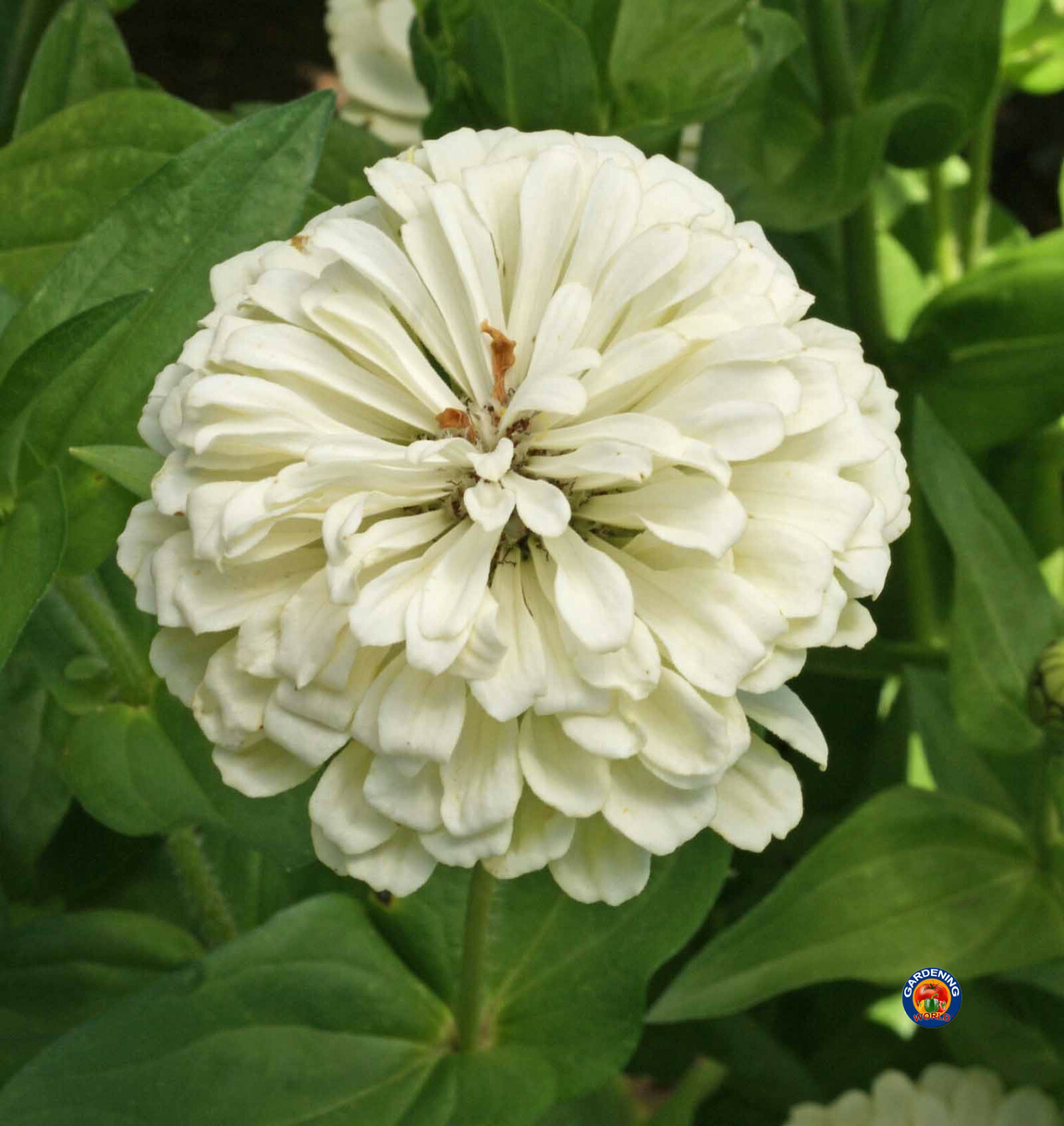 250 Zinnia Flower Seeds Polar Bear Elegans