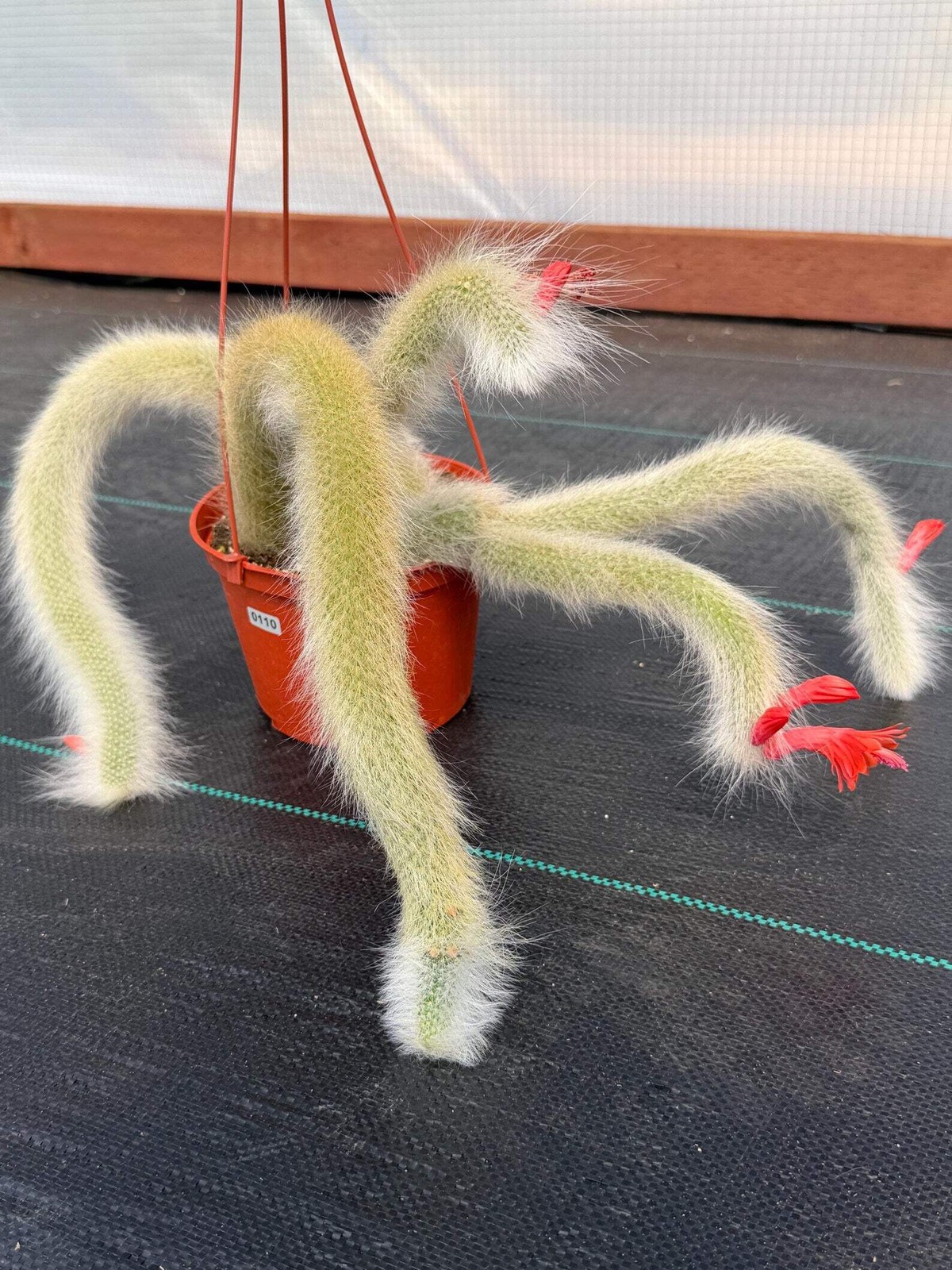 Hairy Monkey Tail Cactus | Rare White‑Hair Clone | Fuzzy Trailing Succulent