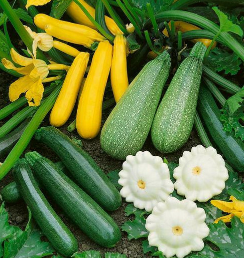 5 Species Summer Squash Mix Seeds | 3 Zucchinis Patty Pan etc 2024 Fast Shipping