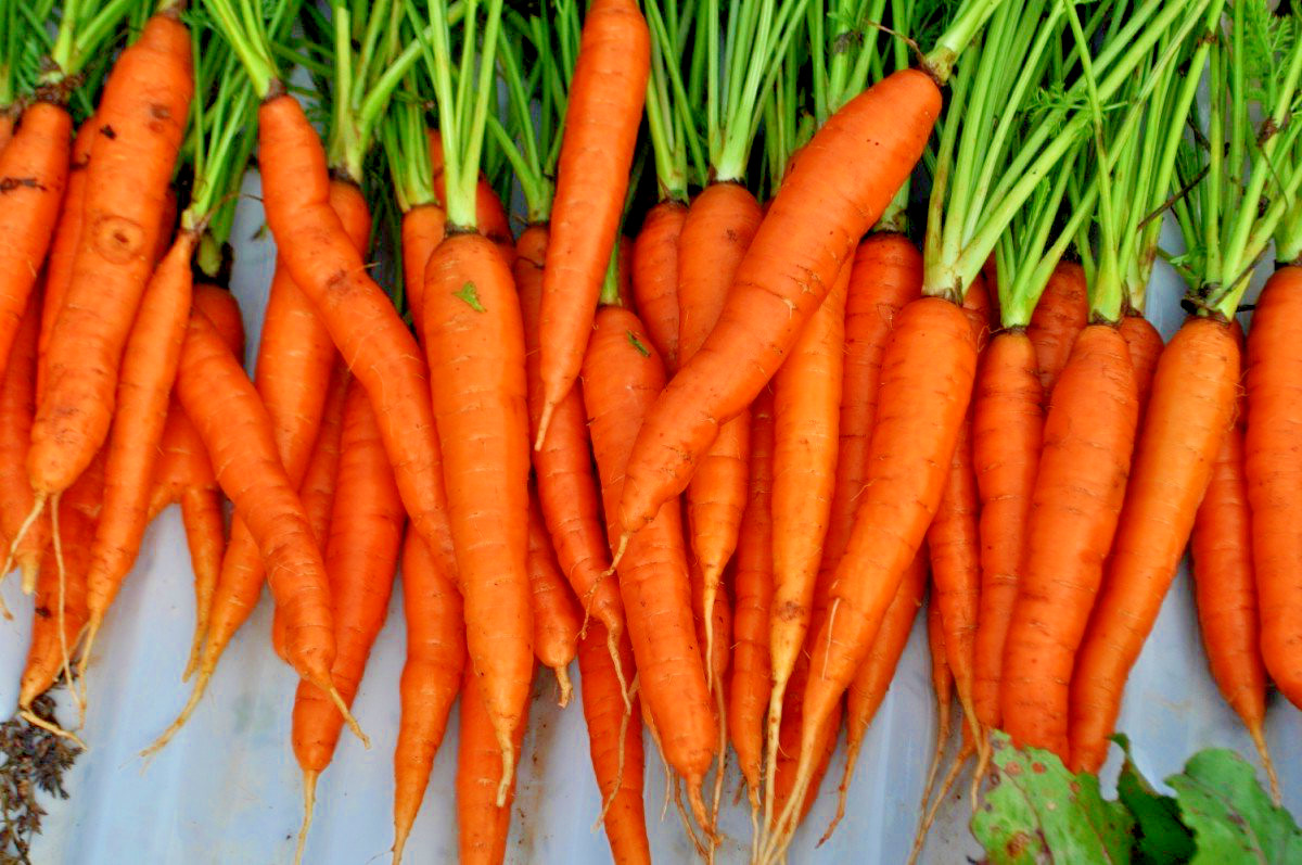 401+TENDERSWEET CARROT Seeds Organic Summer Vegetable Garden Patio Container