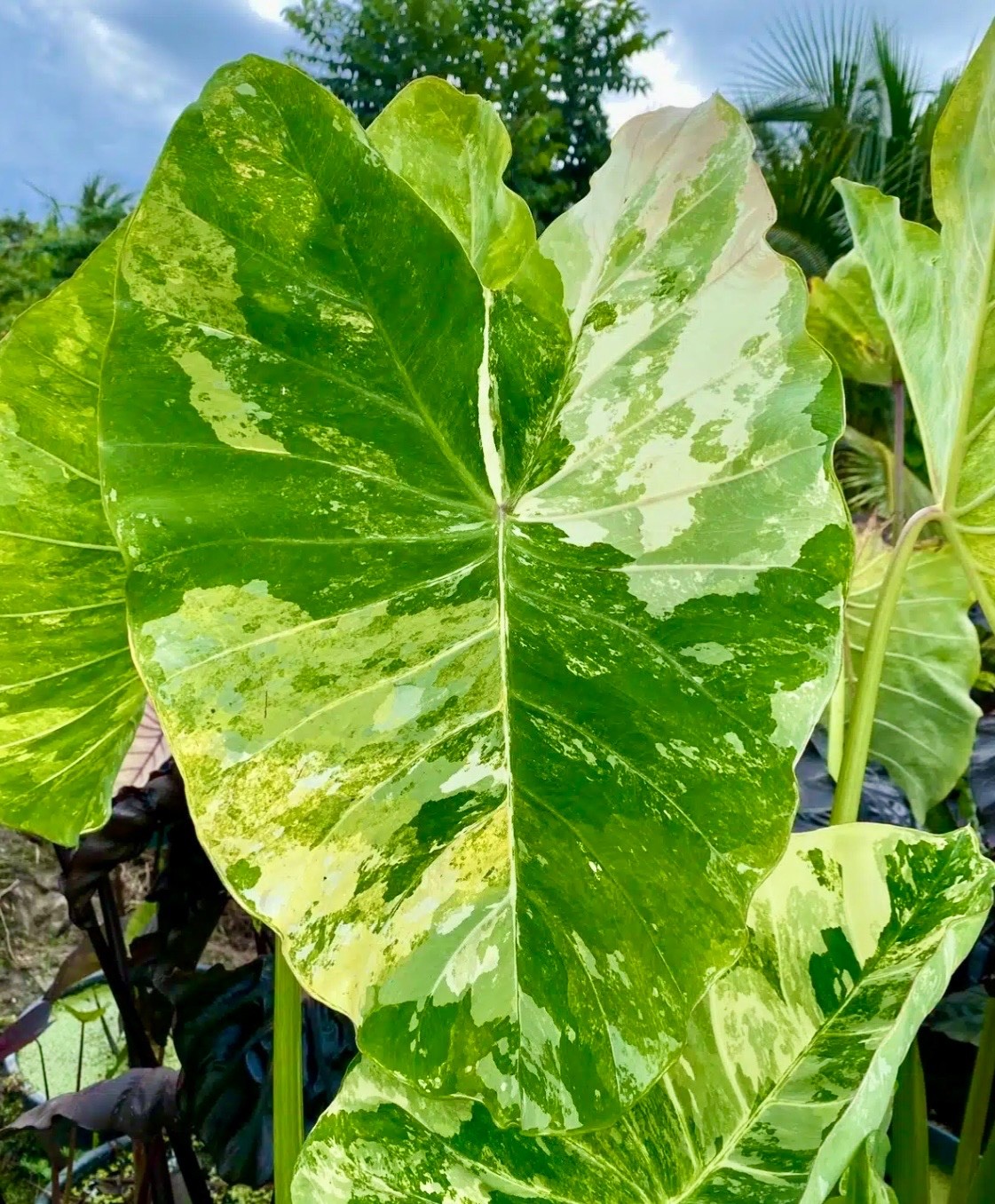 Colocasia Esculenta ‘Wat Bosat’ Seeds ~ Elephant Ear ~Taro~Rare Exotic Plants
