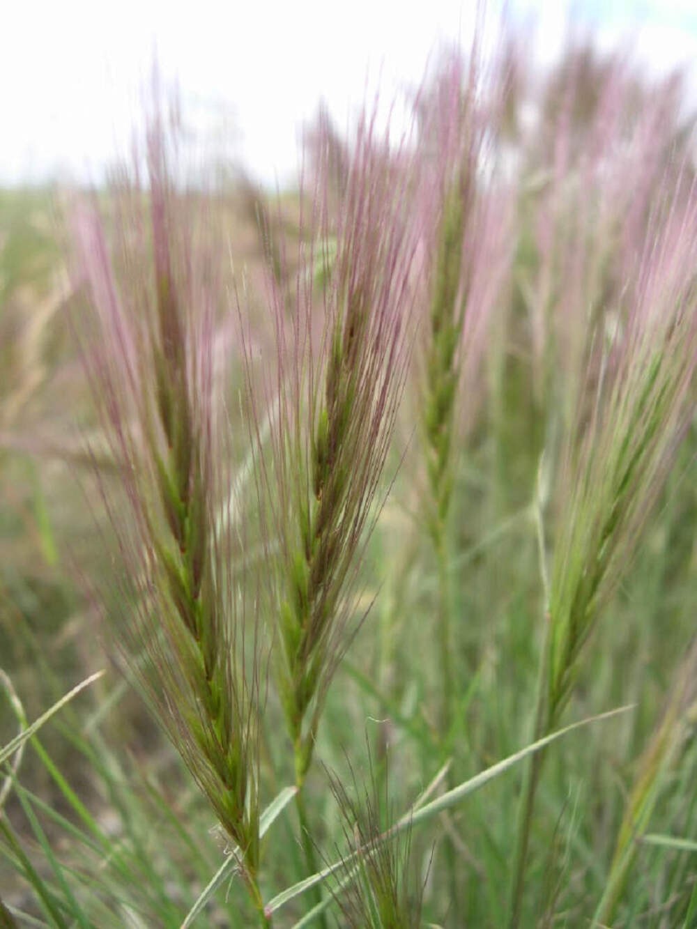 300 Bottlebrush SQUIRRELTAIL RYE GRASS Elymus Elymoides Sitanion Hystrix Seeds
