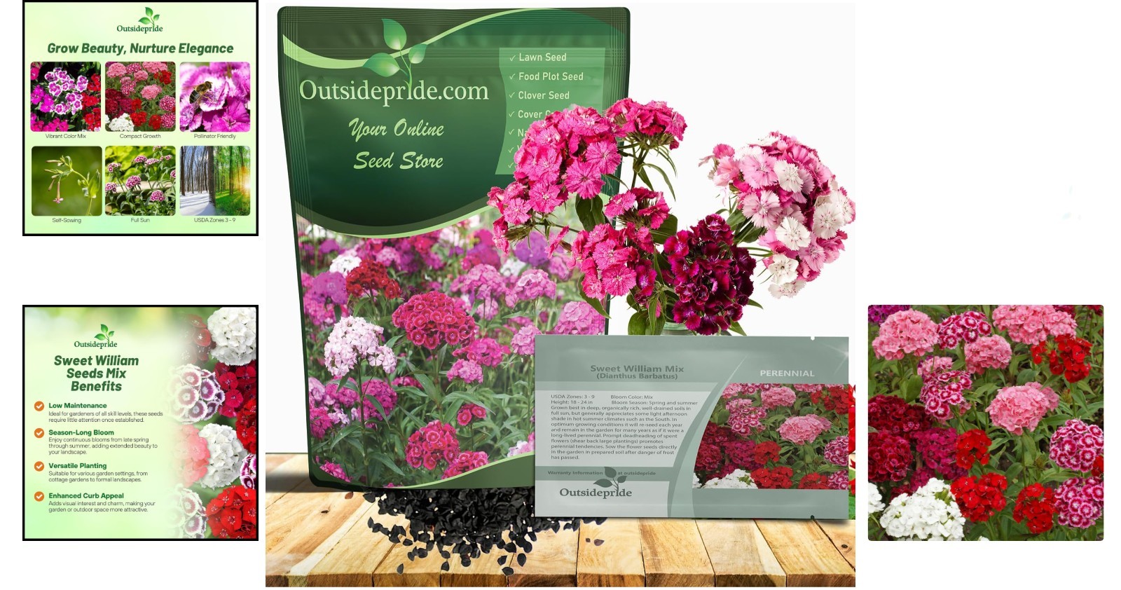 Sweet William Dianthus Seeds – 1/4 lb Fragrant Perennial Blooms for Pollinators