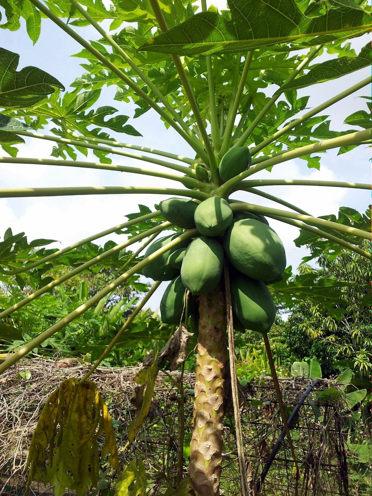 Papaya Tree 20 Heirloom Seeds-Carica Papaya -Nice tropical For Container Growing