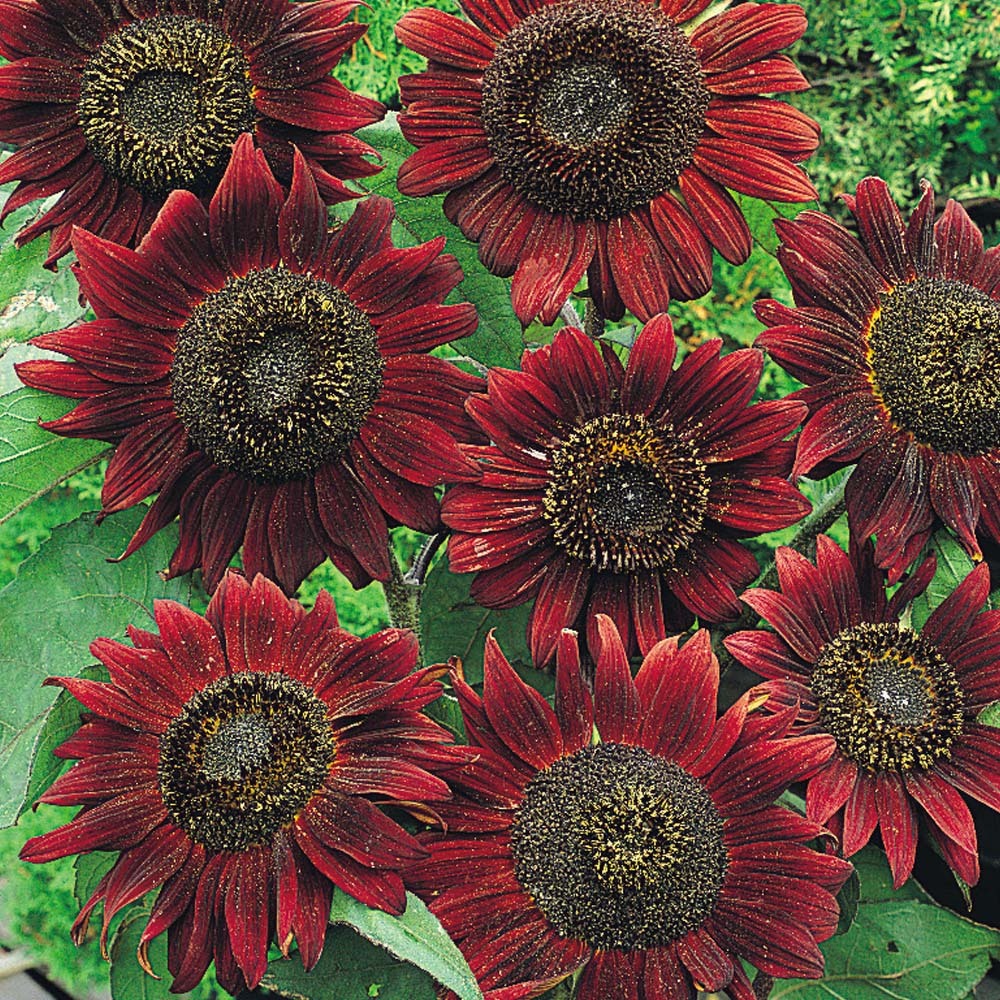 Sunflower Seed: Velvet Queen Sunflowers 50+ Seeds Fresh