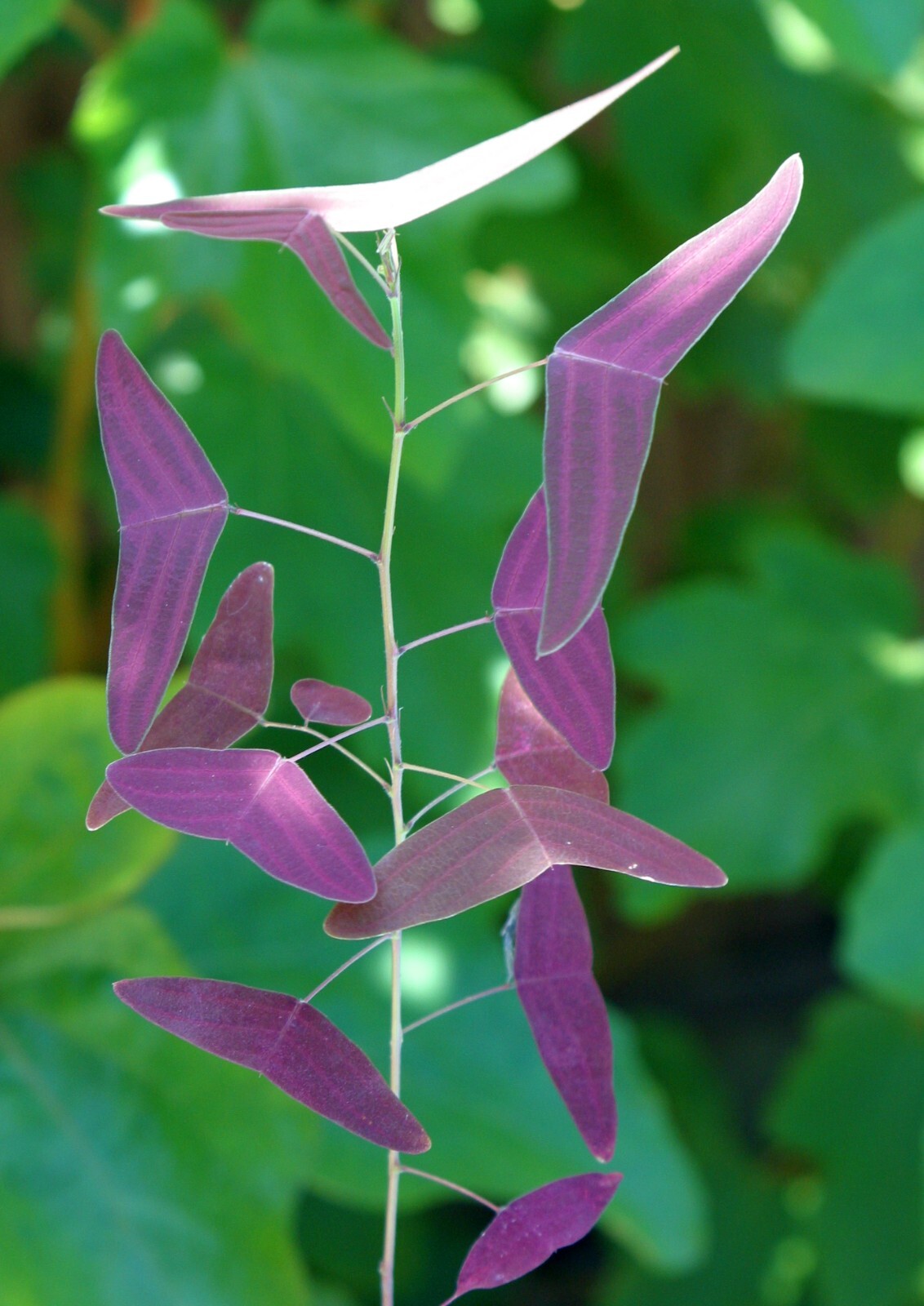 Christia vespertillionis (butterfly plant) RARE SEEDS