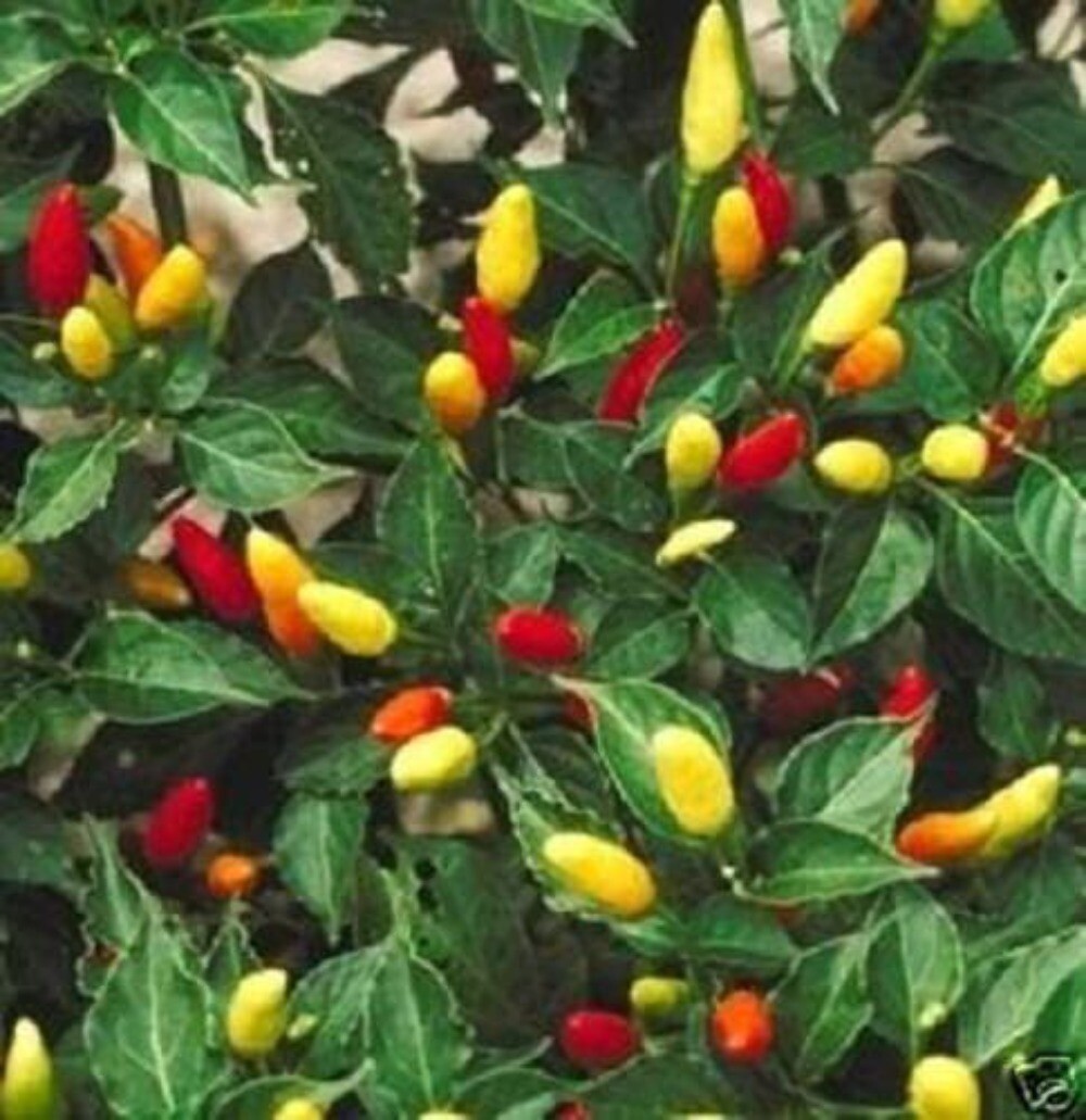 50 TABASCO PEPPER Hot Red Capsicum Fruitescens Vegetable Seeds
