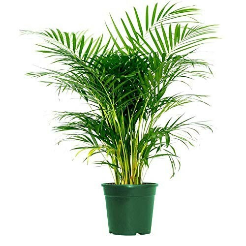 50 Fresh Areca Palm (Dypsis Lutescens) – Just pulled from tree