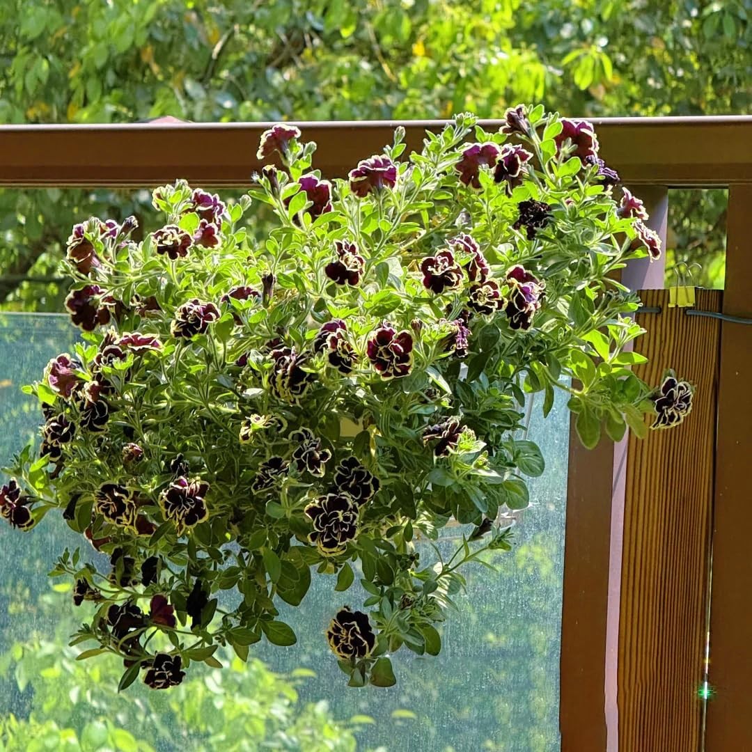 Petunia Seeds for Planting, 200pcs Double Black Petunia Flowers Seeds Plants,…