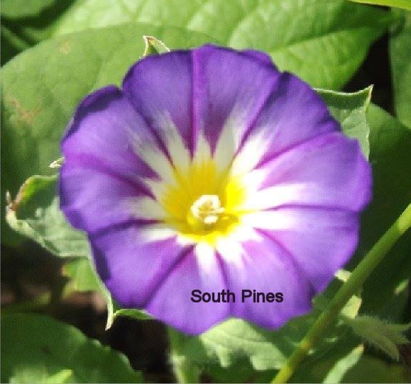 Ensign Mix Morning Glory – 50 seeds – Convolvulus Tricolor – Great for planters