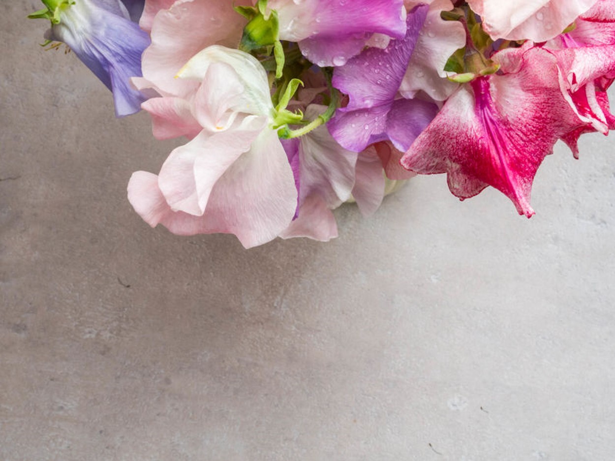Flower Seeds-Sweet Pea Everlasting Mix Seed Pack – 20 Seeds Rainbow of Color