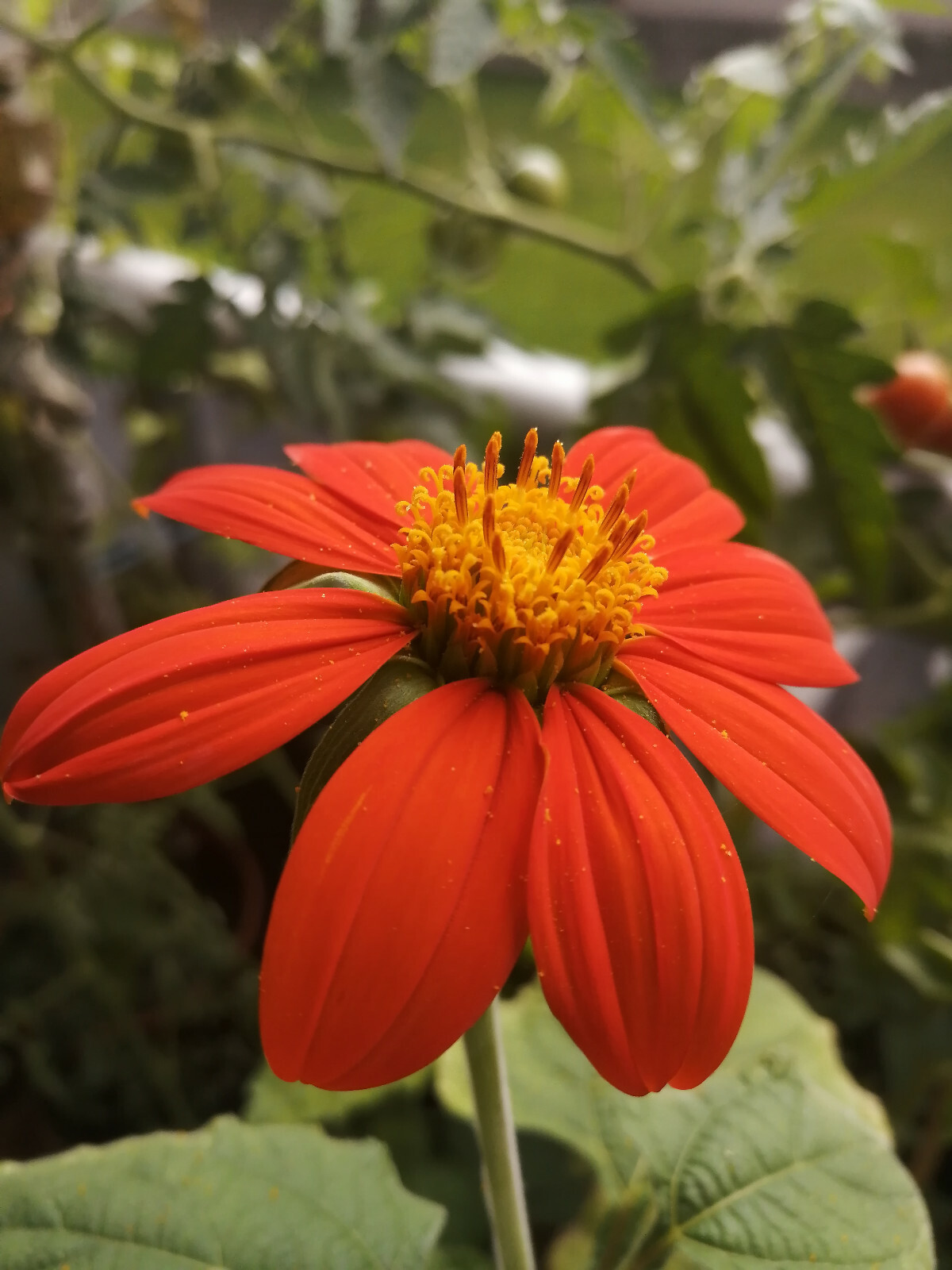 100 Torch Tithonia Mexican Sunflower Seeds Clavel De Muerto Butterfly Flower