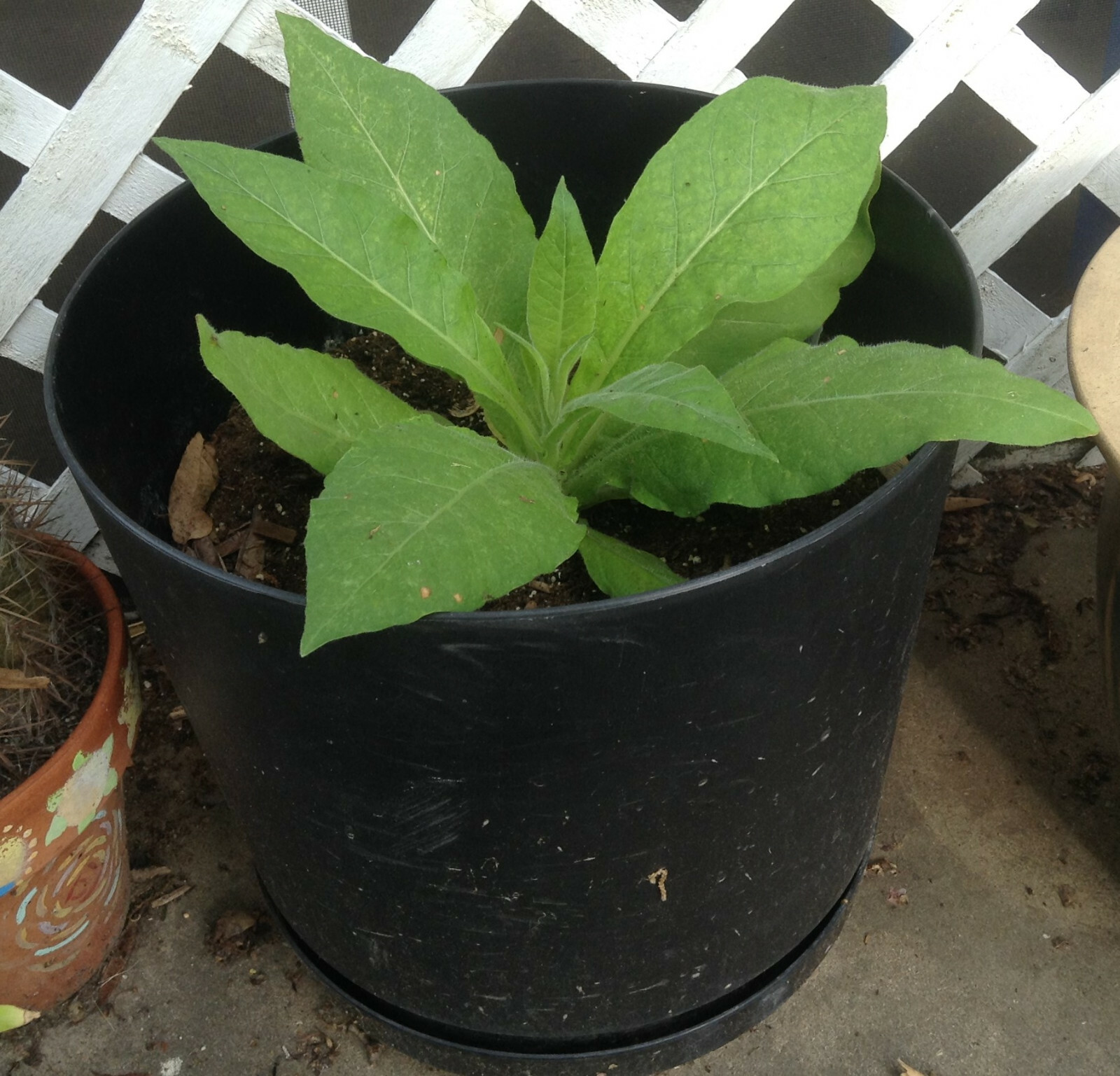 Little Dutch Tobacco – Nicotiana seeds (1000+ per packet)