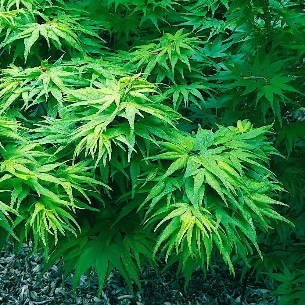 5 “DWARF” Japanese Maple Tree Seeds (Mikawa yatsubusa) UNIQUE Hemp Herb Bonsai