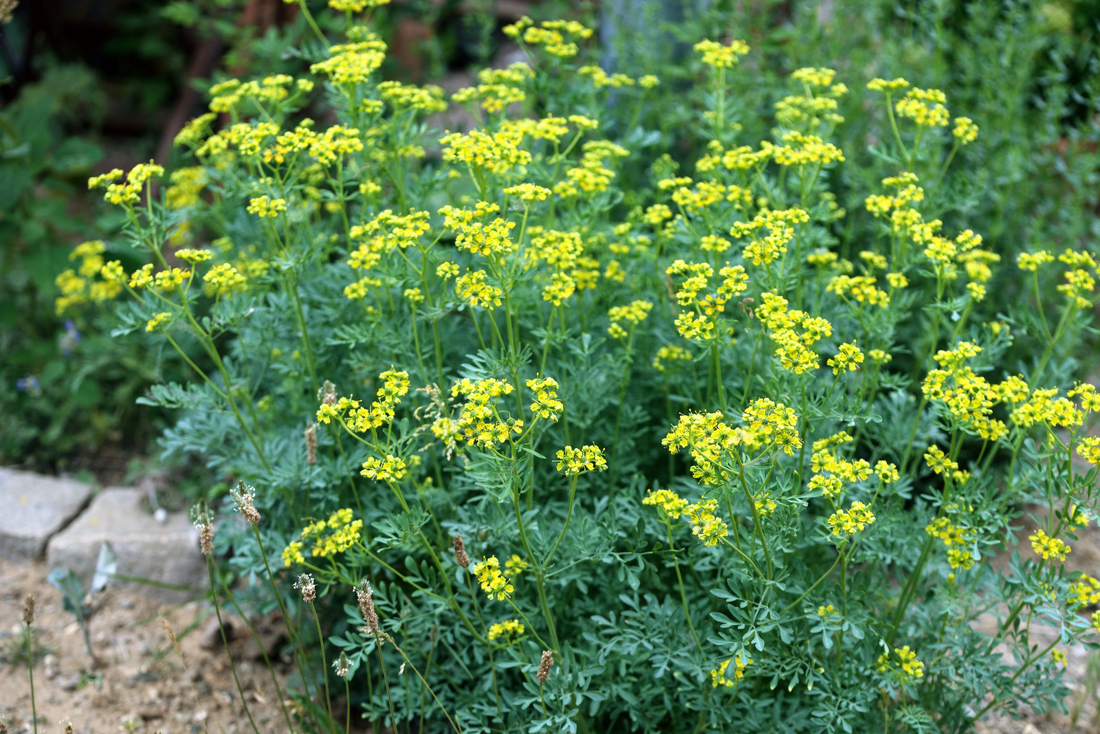 50 YELLOW RUE Herb of Grace Common Ruta Graveolens Fragrant Evergn Flower Seeds