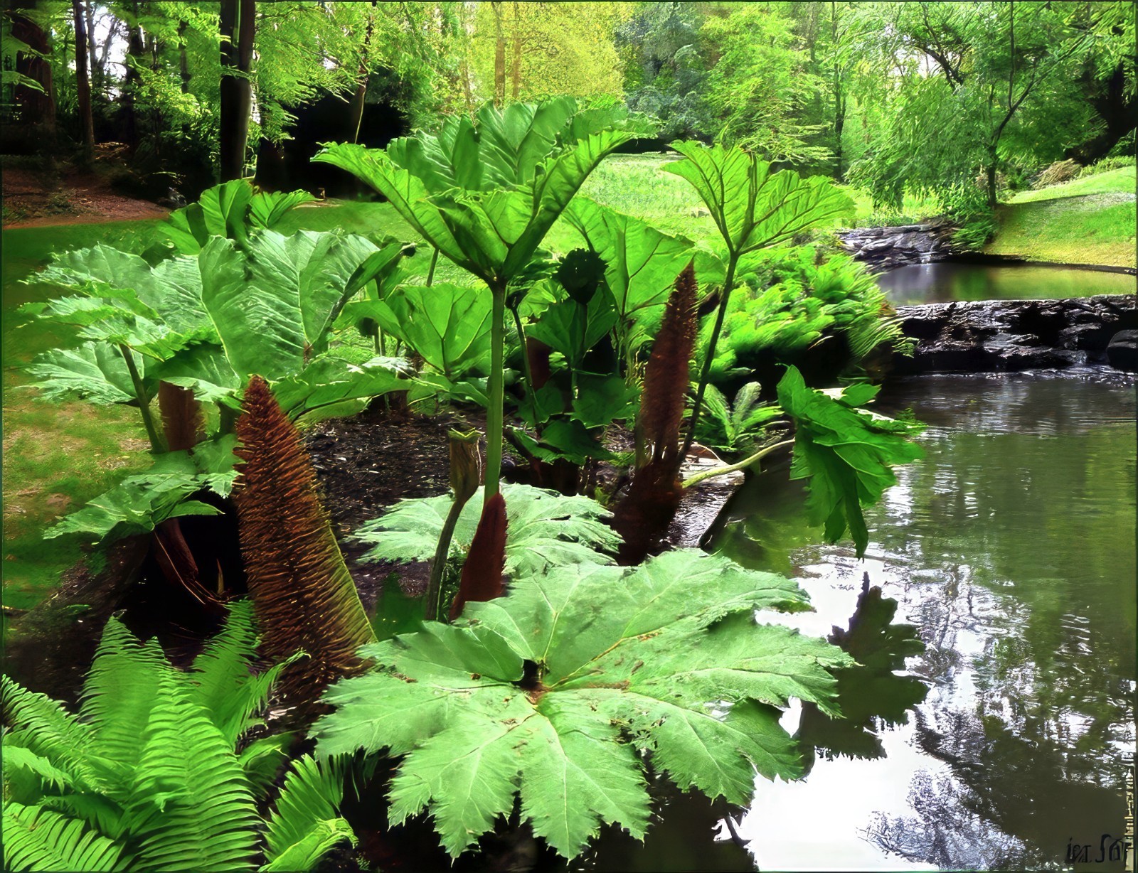 GUNNERA MANICATA SEEDS “Dinosaur Food” Giant Hardy Exotic Flower Plant RARE!
