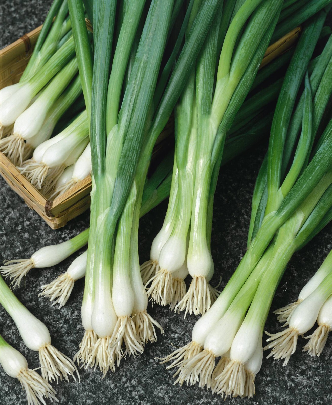250+ White Lisbon Onion Seeds – Scallion / Bunching – Non-GMO – Heirloom – FRESH