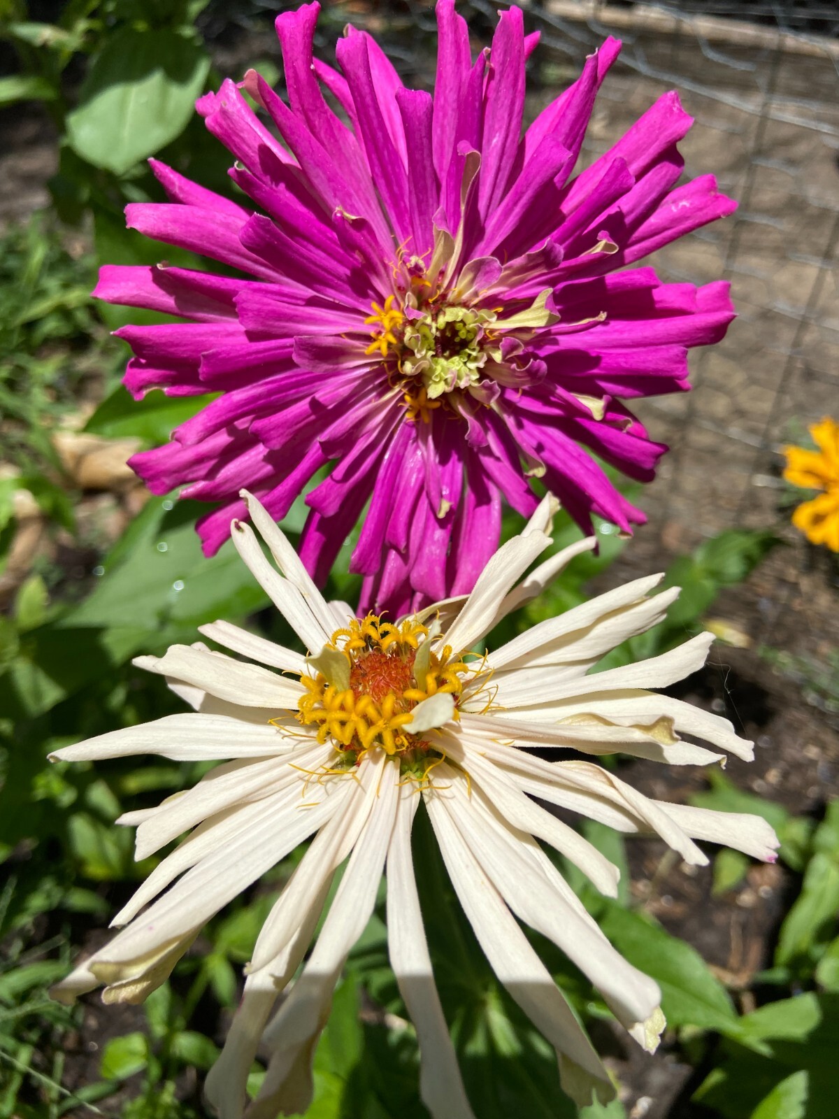 CACTUS ZINNIA – 30 Fresh Seeds – Mixed Colors – GORGEOUS Blooms!! FREE Shipping