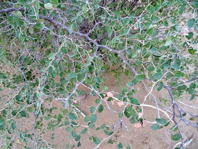 Ziziphus nummularia | Jujube | 5 Seeds