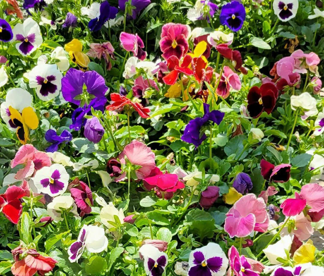 50- Pansy Flower Seed Mix