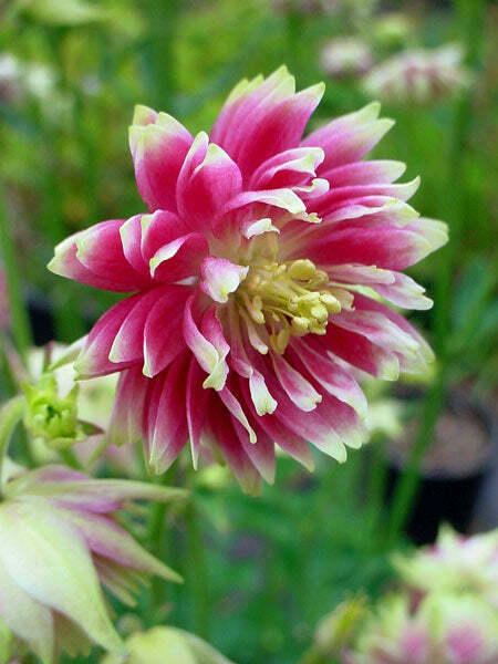 Aquilegia vulgaris var. stellata | Nora Barlow | 10 Seeds