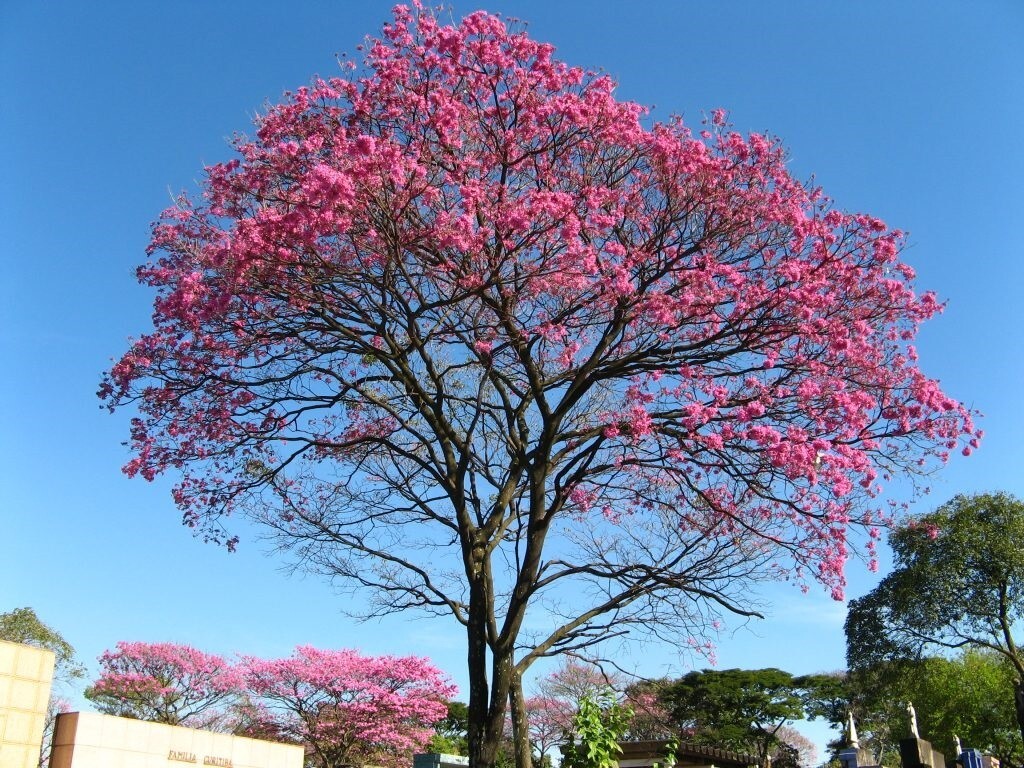 20x Pink Guayacan/Pink Trumpet tree/Handranthus Impetiginosus, Beautiful blooms!