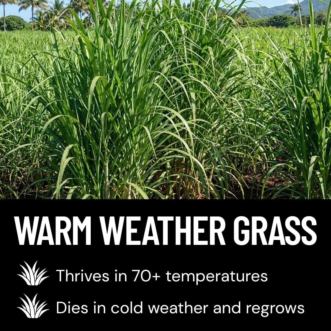 5,000 Elephant Grass Seeds – Fast-Growing 10-15 Ft Privacy Barrier Solution