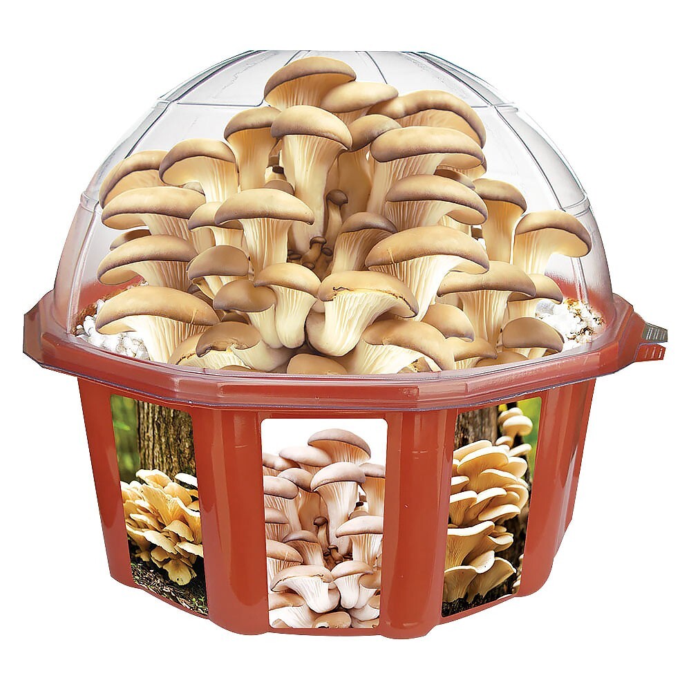 Grow Your Own Mushroom Garden Kit – Great Gift Idea!