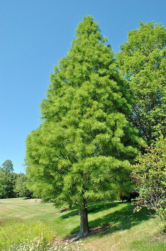 15 NUTANS POND CYPRESS SEEDS – Taxodium ascendens ” nutans “