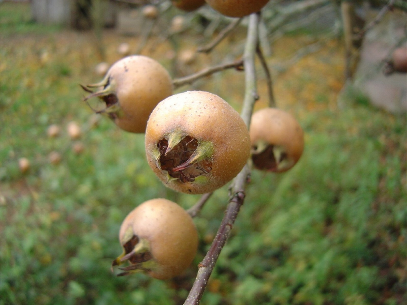 Royal Medlar Tree, Mespilus Germanica, grafted plant 6-12 inches tall.