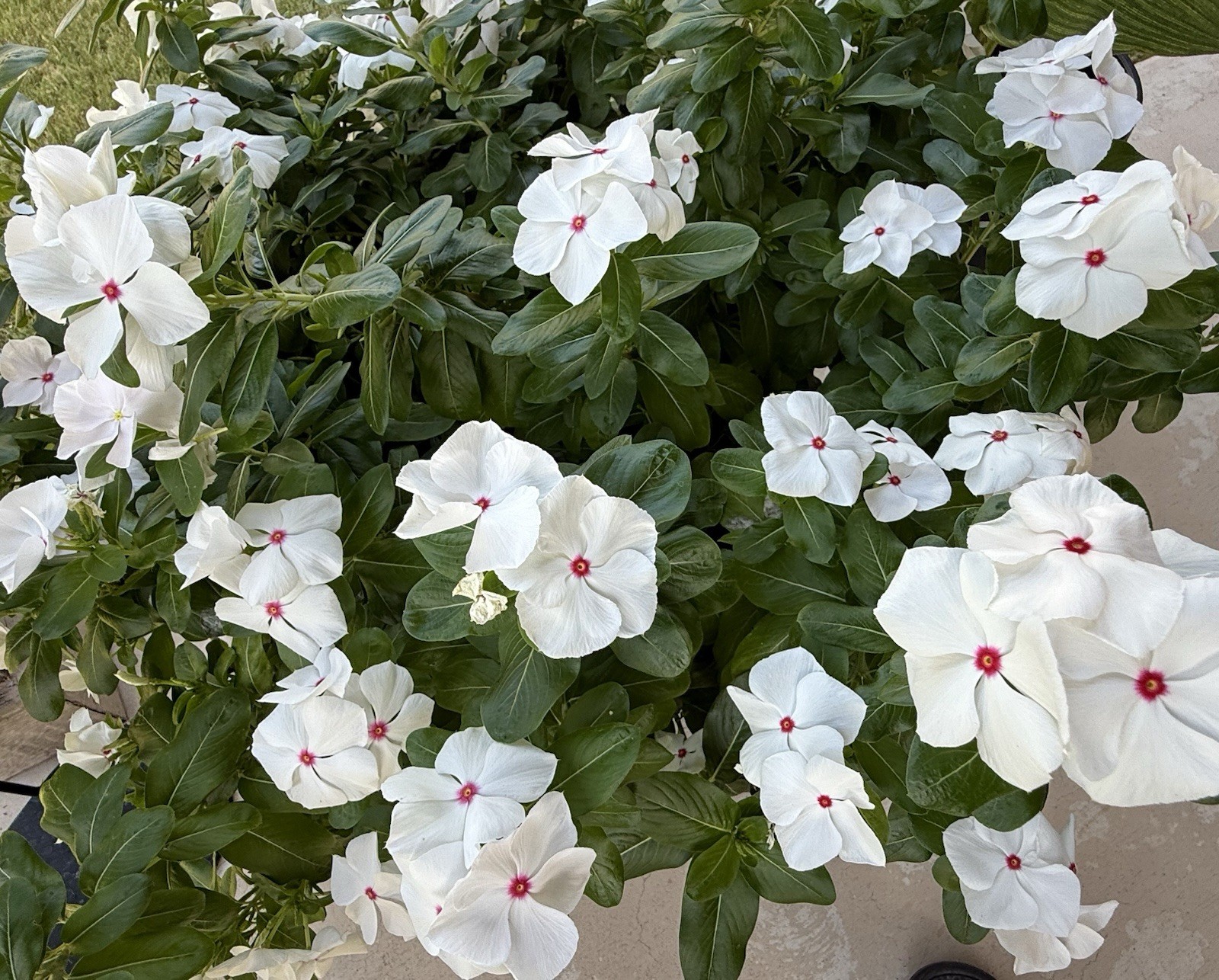 White Vinca Seeds, Seeds 100+ Fresh From My Plant!